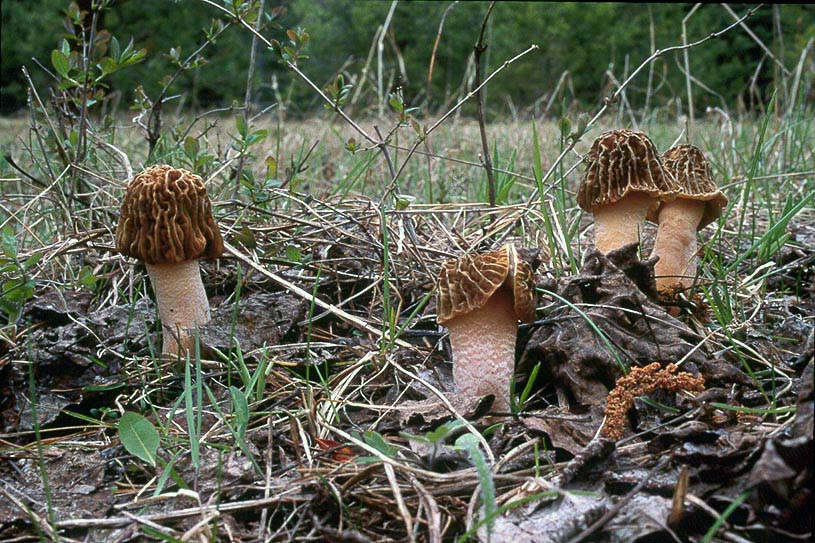 Verpa bohemica